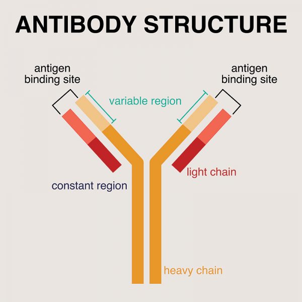 antibody-structure