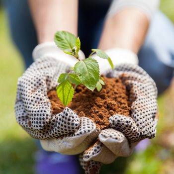 hands and soil